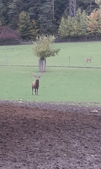 Waldschänke am Hirschpark